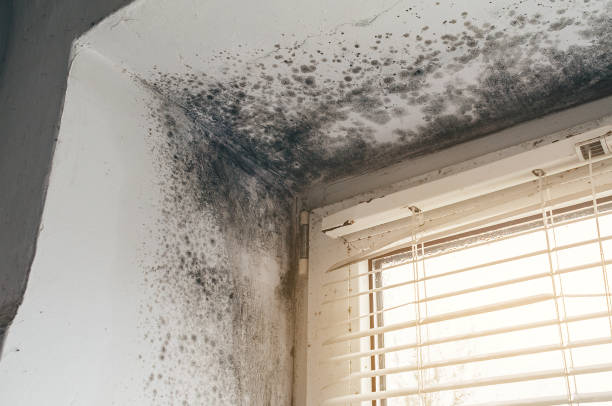 Affordable Mold Cleanup solutions in Siler City, NC